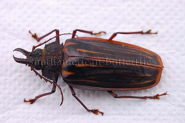 ESCARABAJO hembra ** DESMONTADO A1 RARO de MACRODONTIA ITAYENSIS 