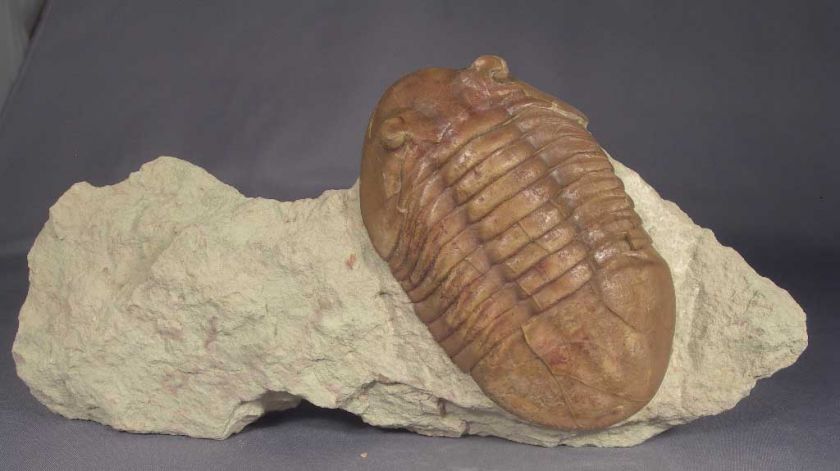   ordovician trilobites of the St. Petersburg region about 16 years