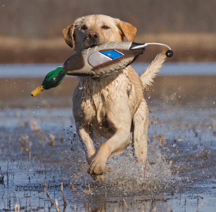 AVERY GHG SPORTING DOG ATB MALLARD TRAINING DUMMY NEW 700905020188 