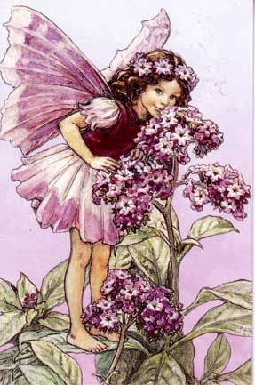 Cicely Mary Barker Flower Fairies Greeting Cards Fragrance of Spring