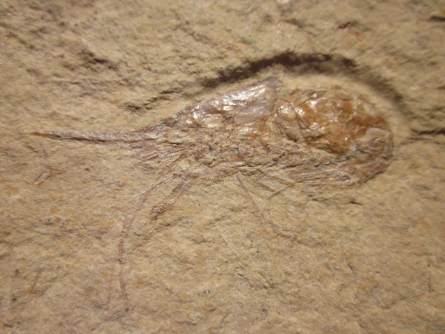 SHRIMP FOSSIL Sea Shell Fish Cretaceous Dinosaur Age  