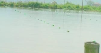 Below are pictures of the pearl farm we buy from in China.
