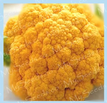 Cauliflower seeds   ORANGE HEAD   RARE L@@K~~ CHEDDAR ~  