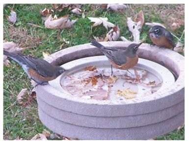 NEW BIRD BATH RAFT  MAKE ANY LG CONTAINER A BIRDBATH  