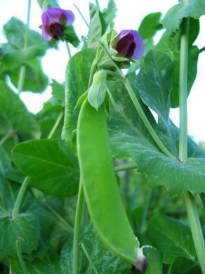 Snow Pea Seeds  Swiss Giant  Heirloom  20+ seeds  