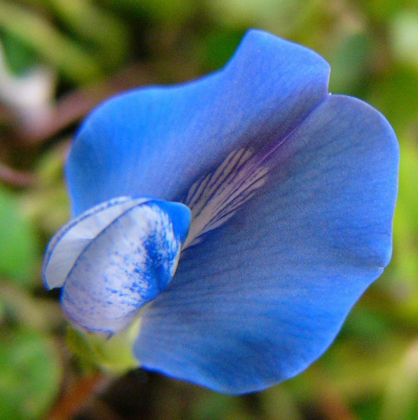 HIMALAYAN Shamrock Pea BLUE OXALIS 20 Seeds RARE & EZ 