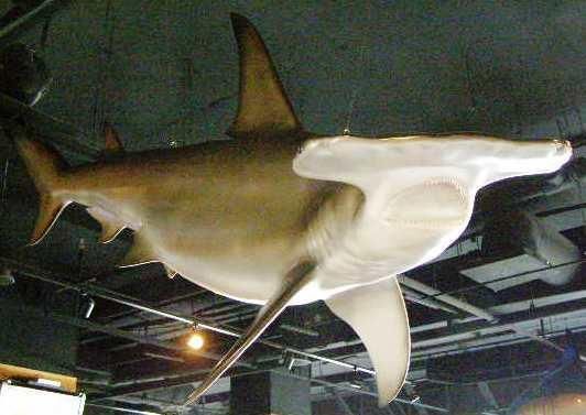 HUGE 14 ft Hammerhead Shark fish Replica 3/D Full MOUNT Real Teeth and 