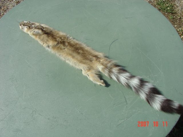 Ringtail pelt~tanned skin for animal hides collections  