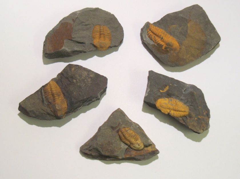 IDD fossils Czech Rep Trilobite fossil AGRAULOS 505 MYO  