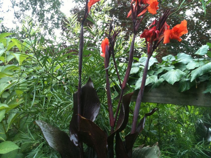 Australian Black Leaf Red Canna Lily Rhizomes Bulbs Second order ships 