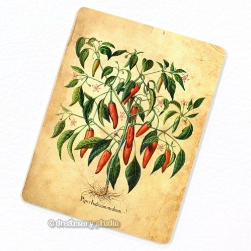 Hot Chili Pepper Plant 2 Deco Magnet; Fruits Kitchen Decor Food Chilli 