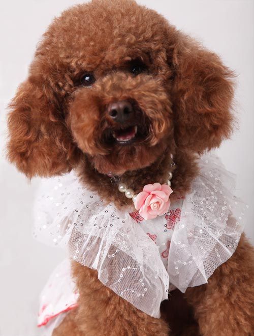   Dog Formal Dress Butterfly style Puppy Clothes Apparel Costume  