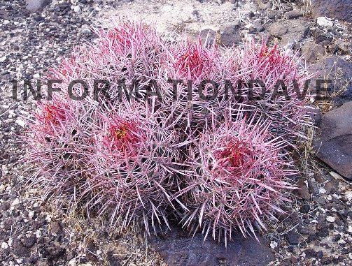 CACTUS Cultivation Full Instructions + FREE BONUS ITEMS  