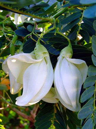   grandiflora HUMMINGBIRD TREE, Beautiful and Edible ~SEEDS~  