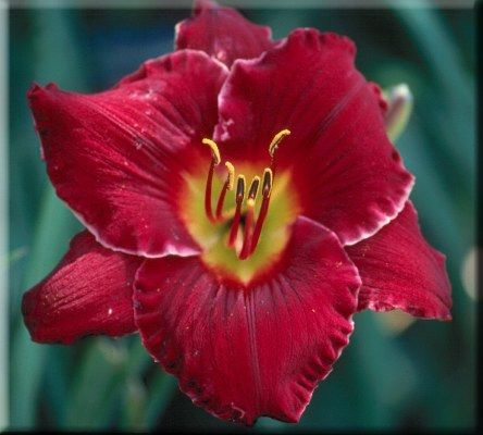 SHIMMERING RED SATIN DF L7C Brooker, M 04   DAYLILY  