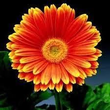 Gerbera ~ Jaguar Orange Picotee Seeds ~ stunning  