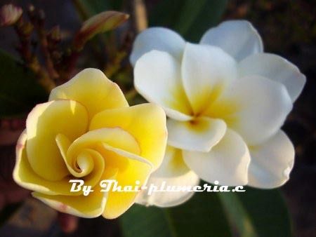 Plumeria Bali Whirl plant  