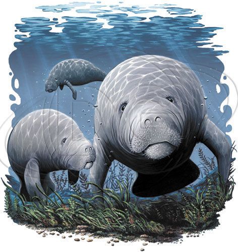 Manatee T Shirt Manatees Under Water Tee Tank Top Long Sleeve Hoodie 